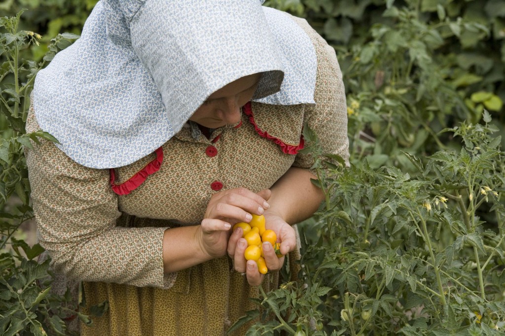 Tomatoes at Firestone Farm