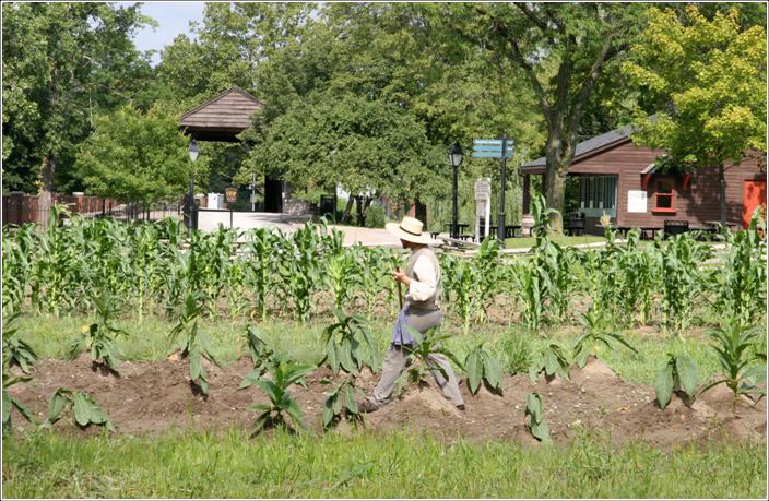 Susquehanna Plantation tobacco crops