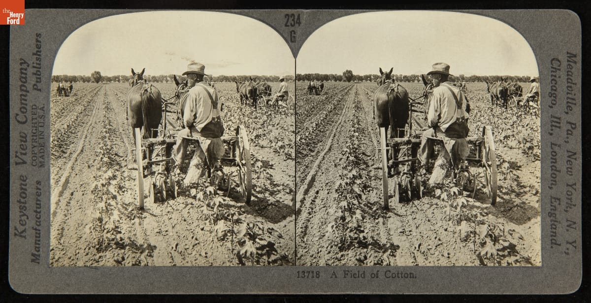 A Field of Cotton, circa 1911 Duplicated image of man riding a horse-drawn tractor through a field; contains text on image mat