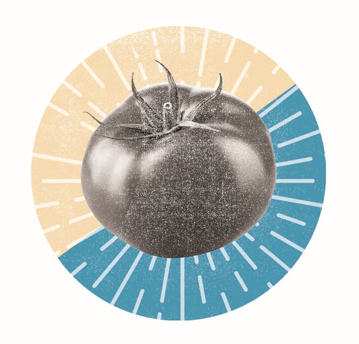Tomato Image of tomato with graphic circle, half peach and half blue, with white lines behind it