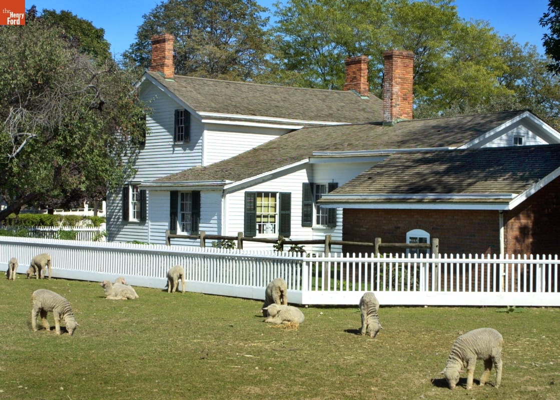 Ford Home Sheep graze on a grass lawn with a white house surrounded by a white picket fence in the background