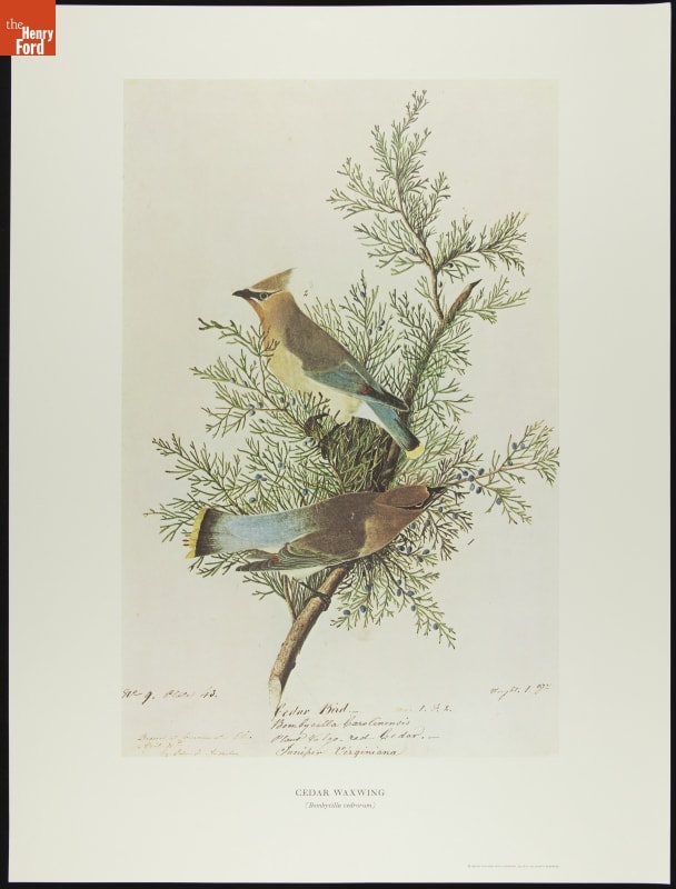 Lithograph, "Cedar Waxwing, (Bombycilla Cedororum)," 1966 Page with text and image of two birds on a tree branch