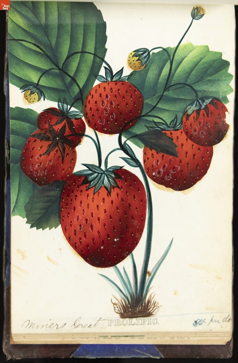 Nurseryman's Specimen Book, 1871-1888 / page 56 Color print of strawberry plant with large red fruit and green leaves