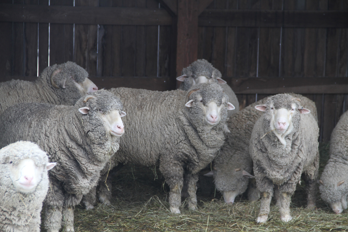 Sheep standing in straw or hay in front of a wooden wall