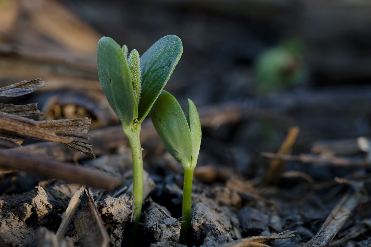 Soybean Seedlings Emerging Among the Residue of the Previous Year’s Crop Two small green seedlings grow among sticks and leaves
