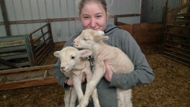 lambs-hero lambs-hero