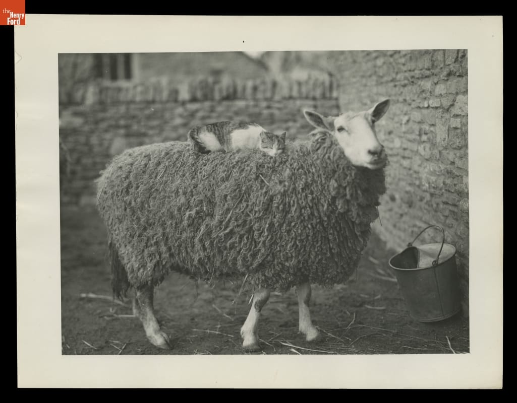 Cat Riding a Sheep at Cotswold Cottage in Greenfield Village, 1932 White and striped cat lying on top of a wooly sheep in a yard enclosed by a stone wall