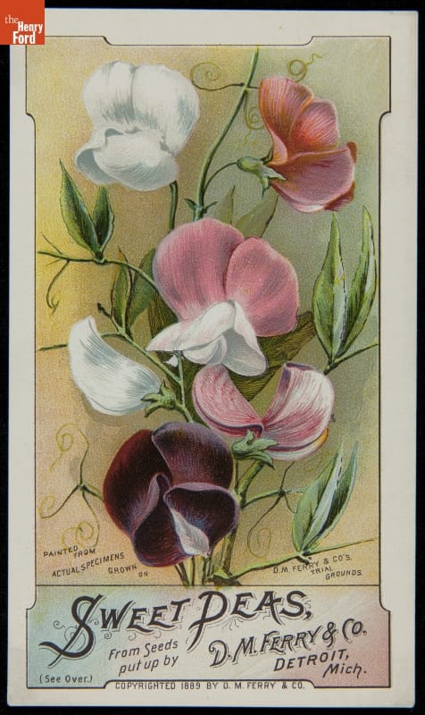 Trade Card for Sweet Pea Seeds, D.M. Ferry & Company, 1889 Card with images of white, pink, and dark purple flowers; also contains text