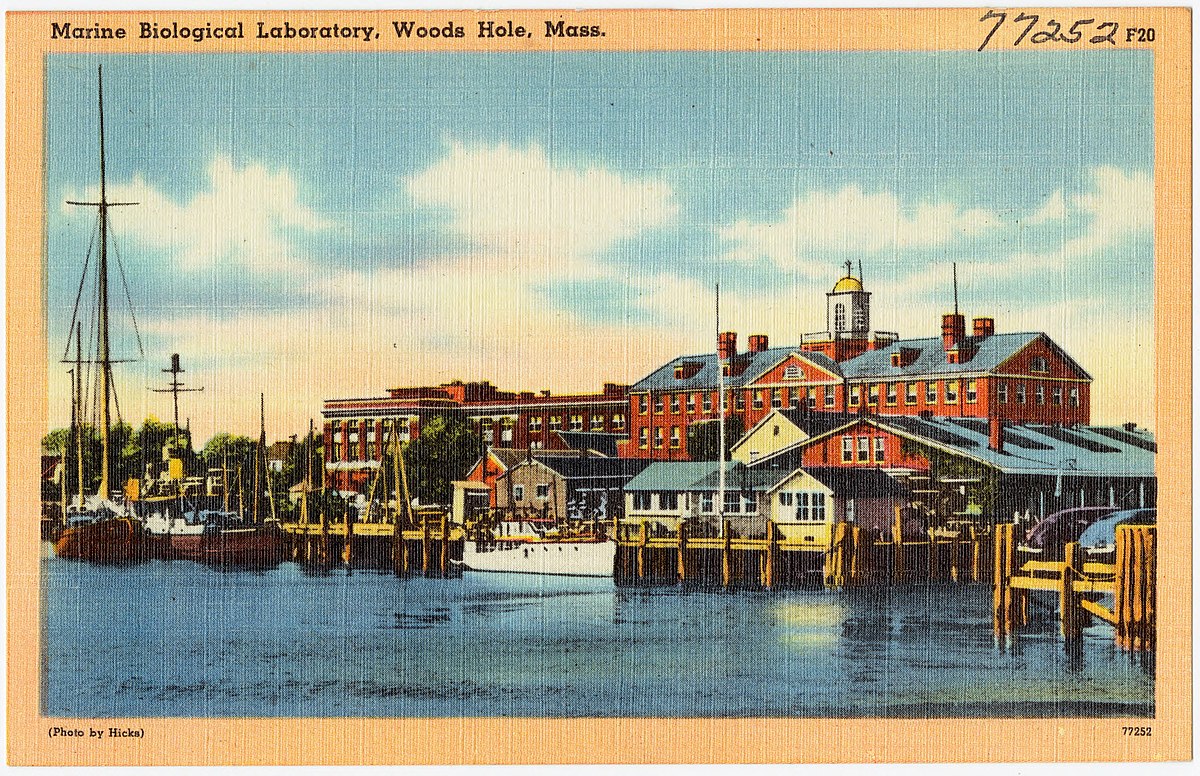 Marine Biological Laboratory, Woods Hole, Massachusetts Postcard showing dockside scene with boats and buildings