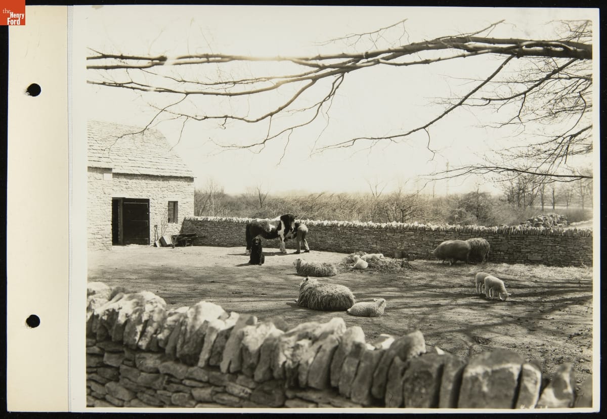 "Rover" the Dog outside Cotswold Barn with Sheep, Greenfield Village, April 1931 Man, horse, dog, and sheep in yard fenced in by stone wall and a stone barn