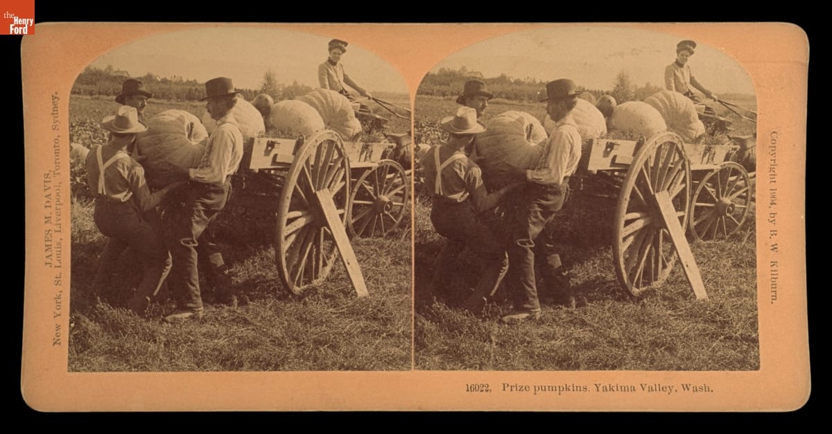 Three men hoist a very large pumpkin onto a cart containing more large pumpkins as another person watches from the driver's seat