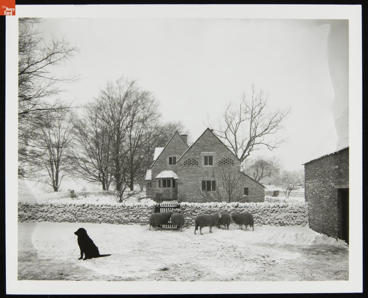 "Rover" the Dog outside Cotswold Barn in the Snow, Greenfield Village, January 1931 Black dog in stone-walled yard with sheep in front of stone cottage