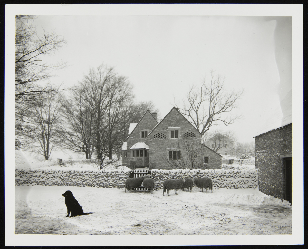 Dog and sheep in snowy field in front of stone house, with another stone building to right side