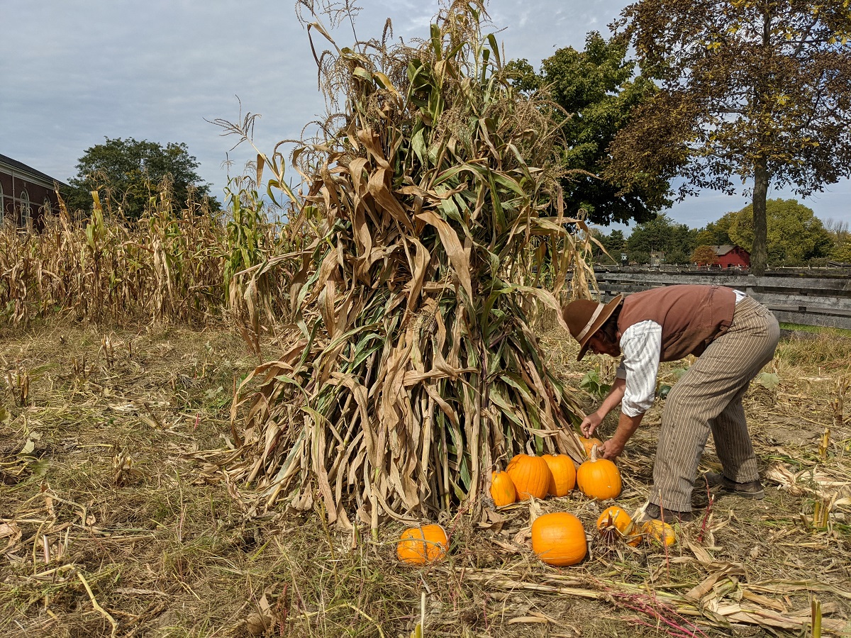 Man bends over pumpkins at the base of a group of cornstalks tied together in a field