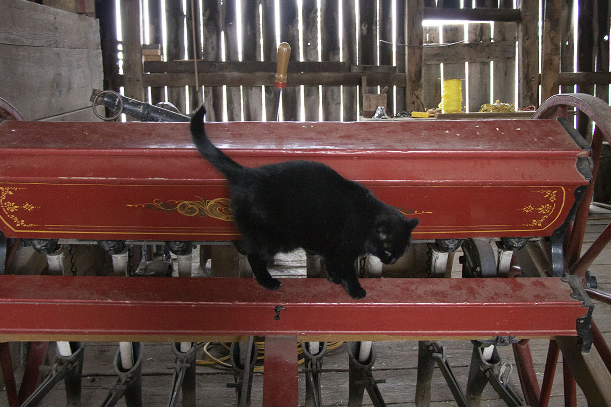 Firestone barn cat Ellen with our Bickford & Huffman grain drill Black cat on piece of wooden equipment in wooden barn