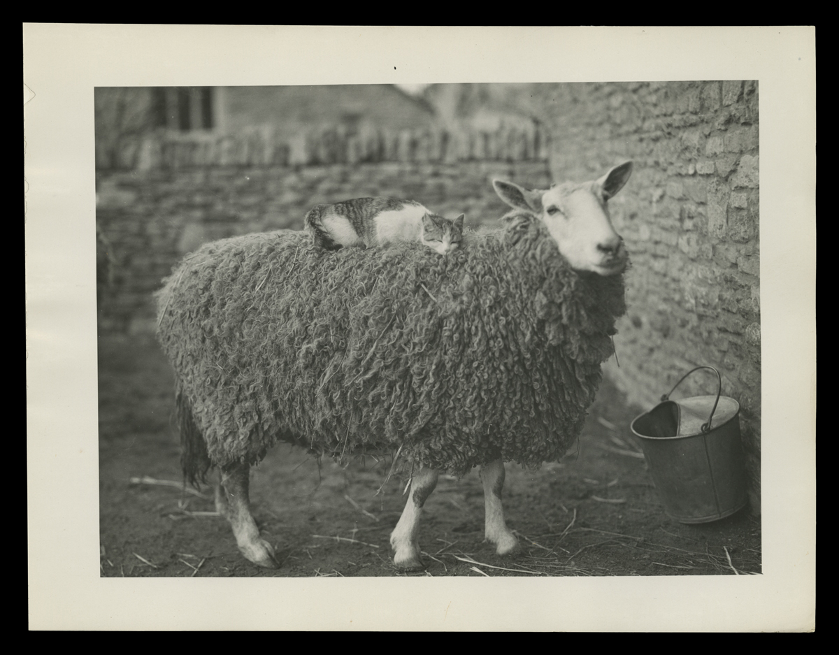 Cat reclining on a sheep's back, with stone fences or walls behind and to their side