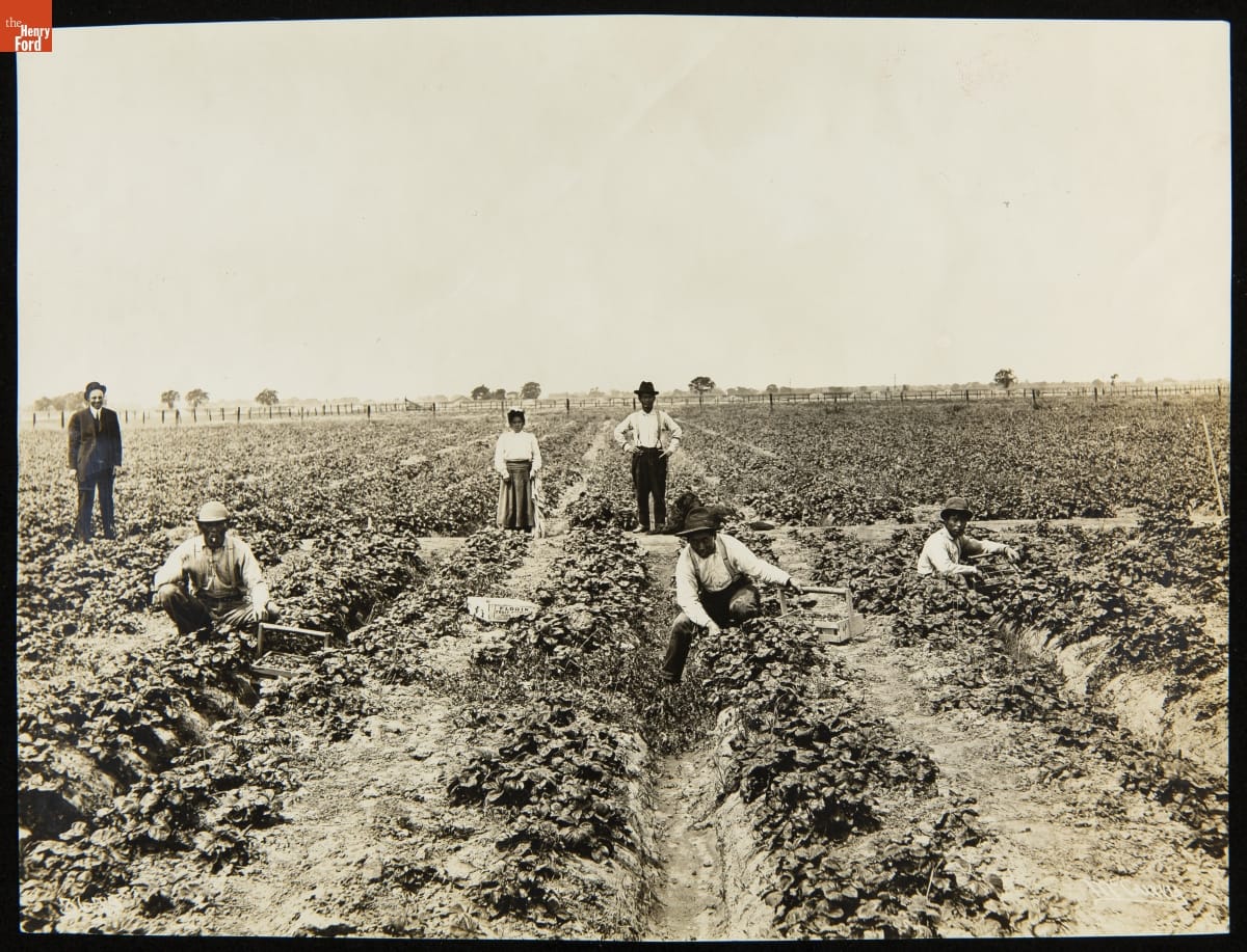 Japanese Men and Women in the Strawberry Fields, California, 1921-1922 Black-and-white photo of people picking strawberries in a field