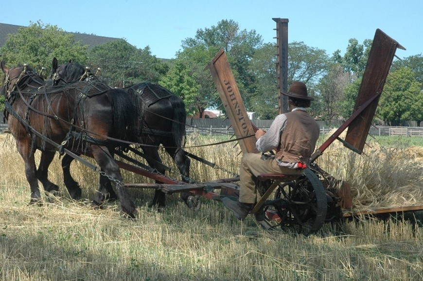 Harvesting wheat at Firestone Farm Two draft horses pull a machine, ridden by a man, with large wooden toothed rakes, through a wheat field