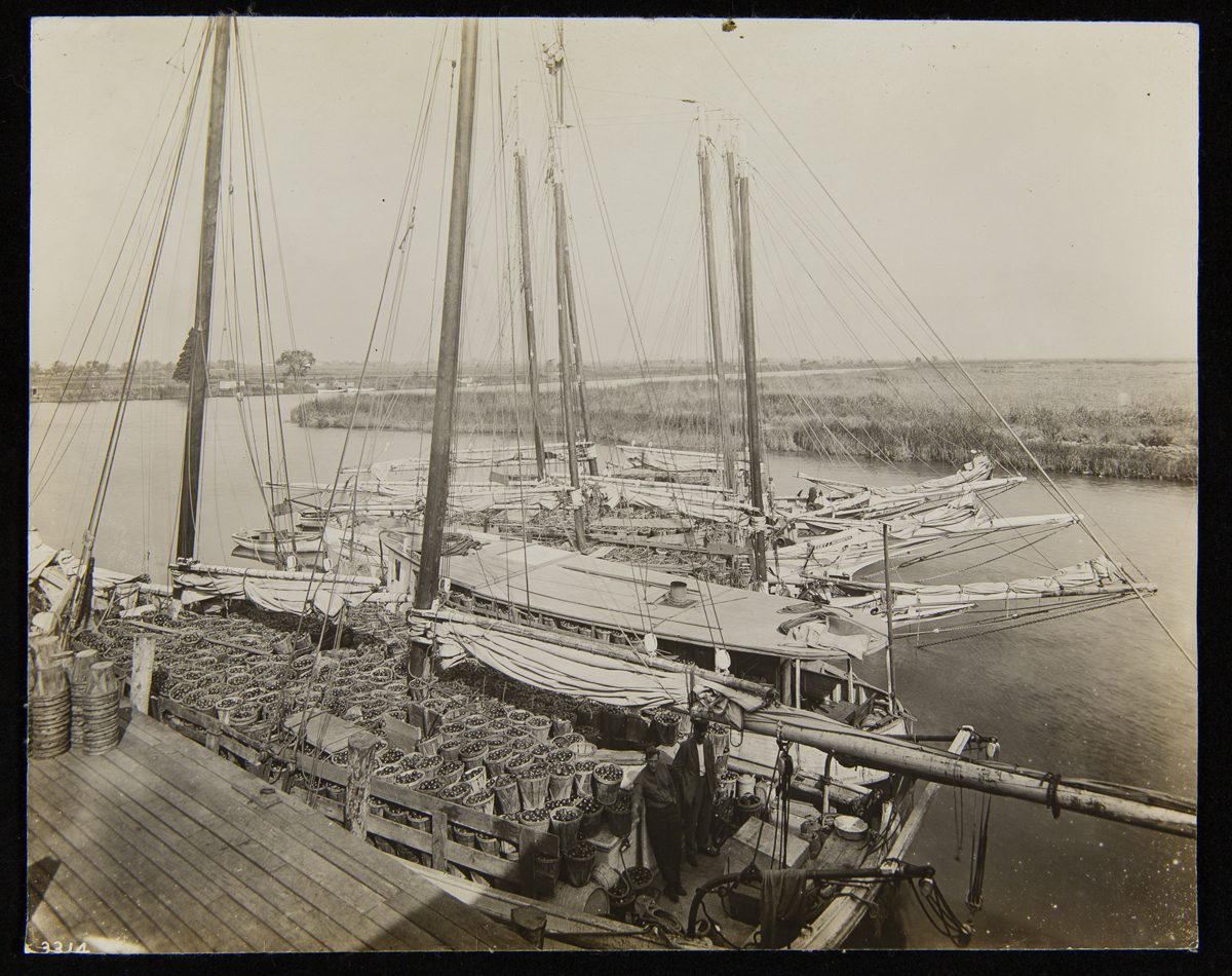Several sailboats at dock, all filled with baskets of tomatoes