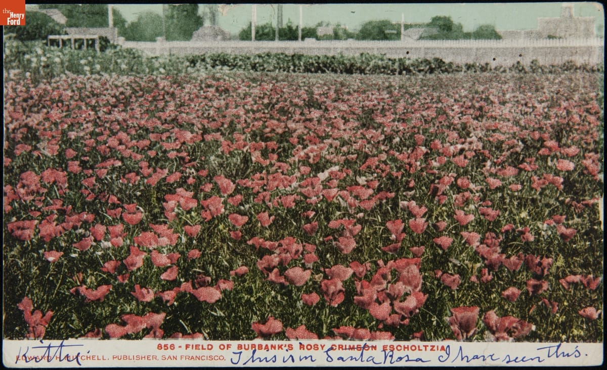 Field of Burbank's Rosy Crimson Escholtzia, April 13, 1908 Field filled with pink flowers; also contains text