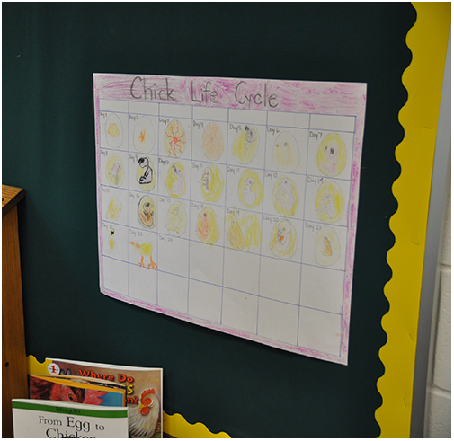 MurrayLakeChicksLifeCyclePhoto_websize