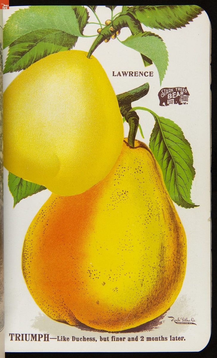 Page with text and images of two yellow pears--one smaller and lighter in color; the other larger and more orange