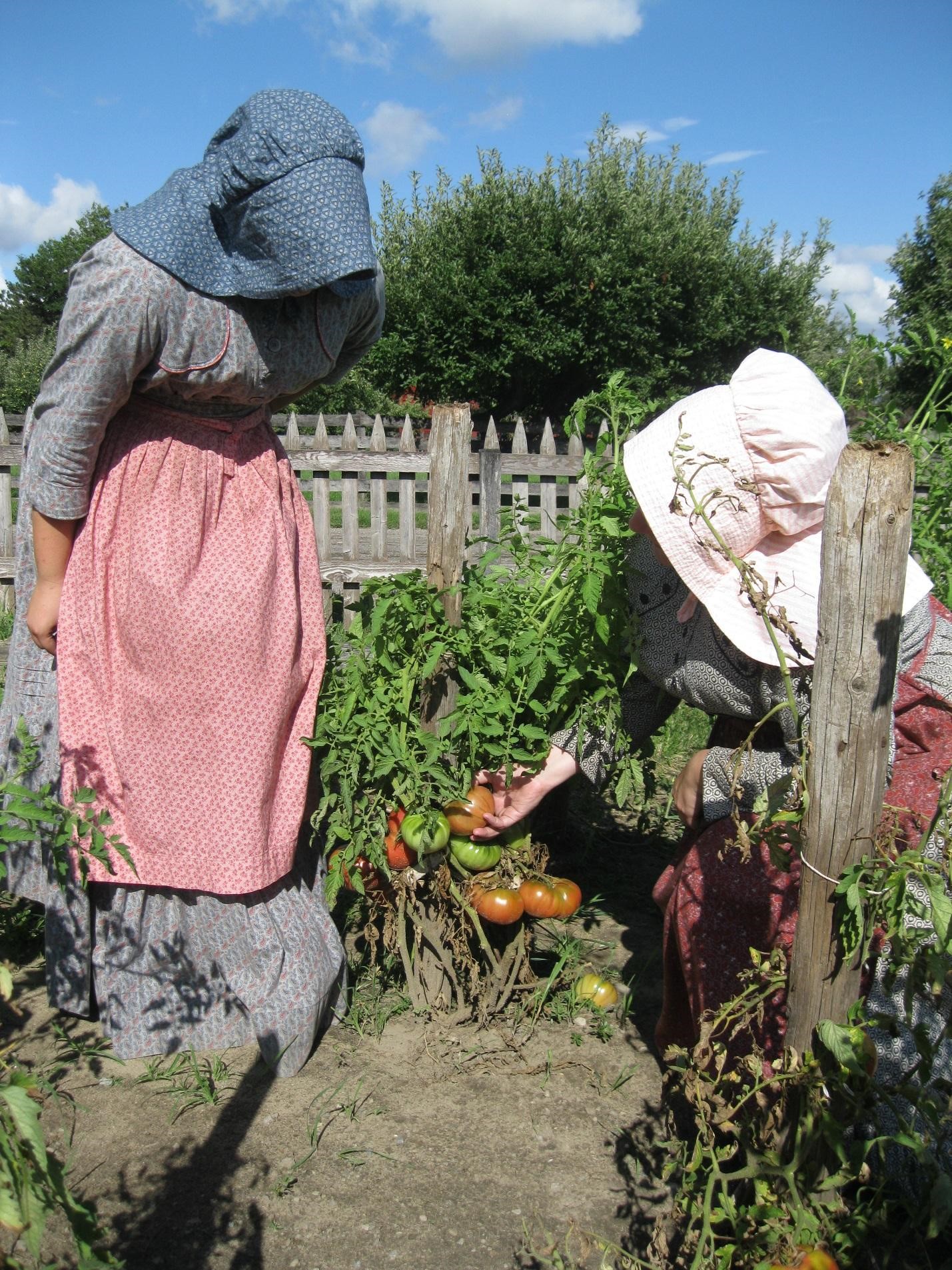 Two women in period dresses and bonnets examine a tomato plant in a garden with unpainted picket fence in background